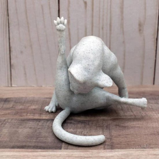 picture of cat